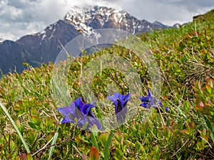 Gentian flower on a meadow in Italian Alps