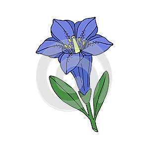 Gentian flower. Montain wildflower. Hand drawn outline  sketch. Vector