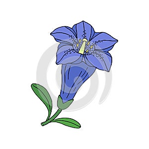 Gentian flower. Montain wildflower. Hand drawn sketch. Vector drawing