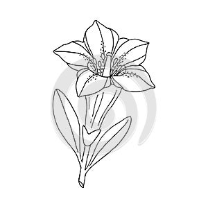 Gentian flower. Montain wildflower. Hand drawn sketch. Vector outline sketch photo
