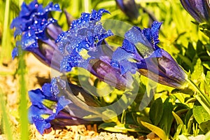 Gentian flowers with exquisite comforts the soul