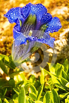 Gentian flowers with exquisite comforts the soul