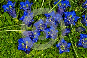 Gentian flowers with exquisite comforts the soul