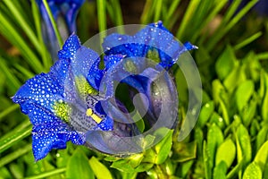 Gentian flowers with exquisite comforts the soul