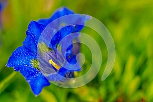 Gentian flowers with exquisite comforts the soul