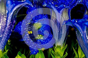 Gentian flowers with exquisite comforts the soul