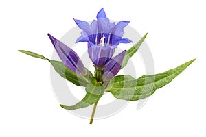 Gentian flowers  Gentiana acaulis photo