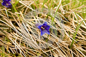 Gentian flowers in the Small Fatra mountains, Slovakia