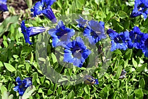 Gentian, Gentiana acaulis