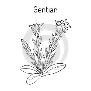 Gentian Gentiana loureiroi , medicinal plant