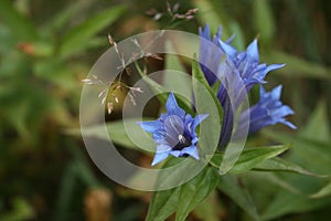 Gentian in the mountain