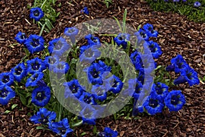 Gentian in outdoor