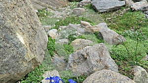 Gentian plants in european alps at grossglockner mountain area. Austria.