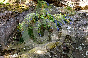 Gentian on the rocks