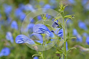 Gentian sage