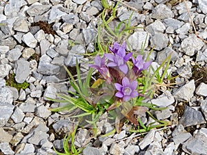 Gentian in the Slovakian mountain