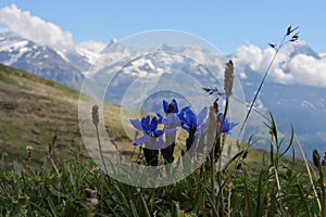 Gentian in Swiss alps. panoramic view in the background