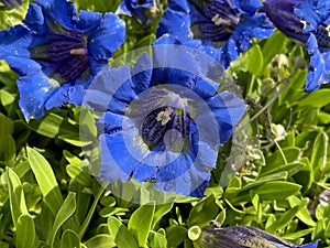 Gentiana, acaulis