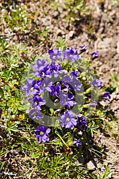 Gentiana acaulis stemless gentian