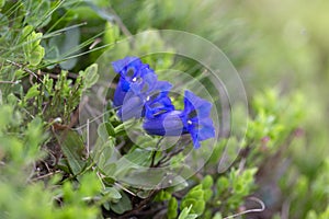 Gentiana acaulis, the stemless gentian] or trumpet gentian is a species of flowering plant in the family Gentianaceae. Blue flower