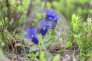 Gentiana acaulis, the stemless gentian] or trumpet gentian is a species of flowering plant in the family Gentianaceae. Blue flower