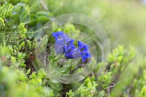 Gentiana acaulis, the stemless gentian] or trumpet gentian is a species of flowering plant in the family Gentianaceae. Blue flower