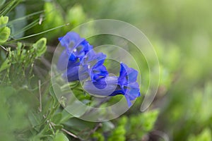 Gentiana acaulis, the stemless gentian] or trumpet gentian is a species of flowering plant in the family Gentianaceae. Blue flower