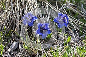 Gentiana acaulis wildflower in bloom in dry grass, italian mountains