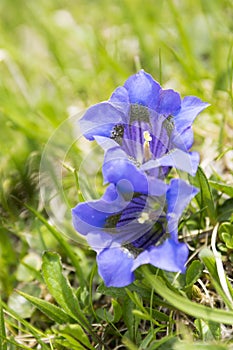 Gentiana acaulis wildflower in bloom, italian mountains