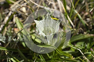 Gentiana algida