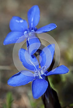 Gentiana alpina photo