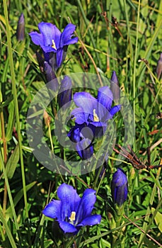 Gentiana alpina on alpine meadow photo