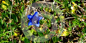 Gentiana alpina photo