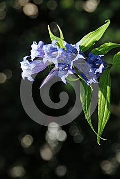 Gentiana asclepiadea photo