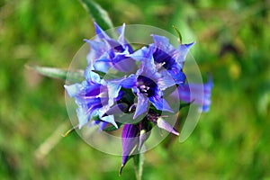 Gentiana asclepiadea blue mountain flower blooming, wild nature