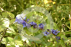 Gentiana asclepiadea willow gentian is a species of flowering plant