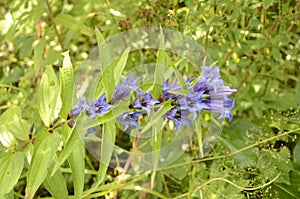 Gentiana asclepiadea willow gentian is a species of flowering plant