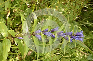 Gentiana asclepiadea willow gentian is a species of flowering plant