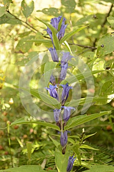 Gentiana asclepiadea willow gentian is a species of flowering plant