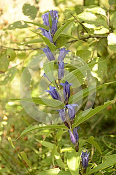 Gentiana asclepiadea willow gentian is a species of flowering plant