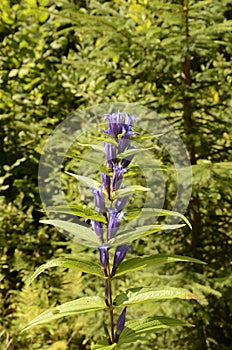 Gentiana asclepiadea willow gentian is a species of flowering plant