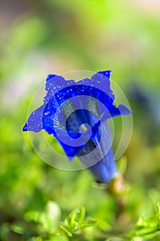 Gentiana clusii, also know as Clusius gentian or flower of the s photo