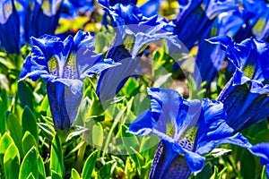 Gentiana clusii, known as flower of the sweet-lady photo