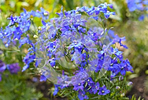 Gentiana flowers growing on a flower bed