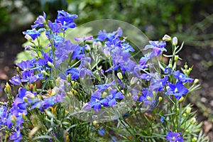 Gentiana flowers growing on a flower bed