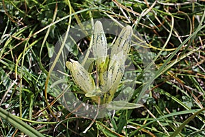 Gentiana frigida - wild plant photo