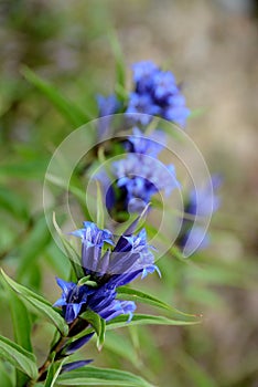 Gentiana in the High Tatras