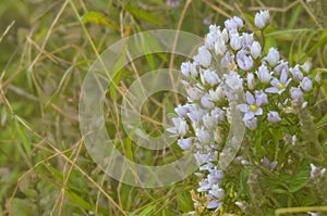 Gentiana leptoclada