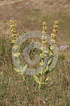 Gentiana lutea photo