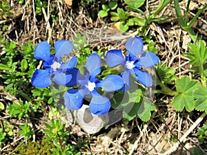 Gentiana nivalis alpine gentian vibrant blue flowers